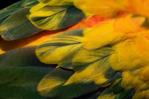 Yellow Macaw feather. texture or background. Stock Photos