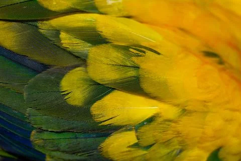 Yellow Macaw feather. texture or background. Stock-Fotos