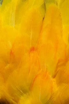 Yellow Macaw feather. texture or background. Foto stock