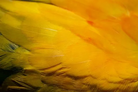 Yellow Macaw feather. texture or background. Stock Photos