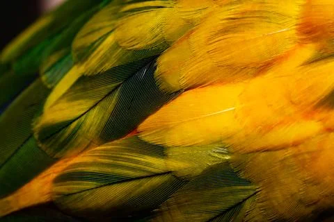 Yellow Macaw feather. texture or background. Stock Photos