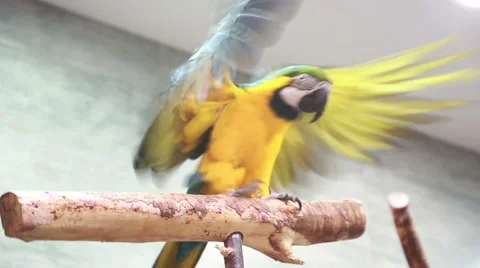 Yellow macaw sitting on a stick Stock Footage 67676975