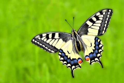 Yellow machaon Фото