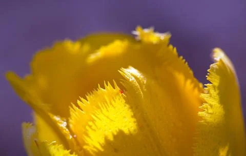 Yellow macro close up of tulip. Spring flower background. Stock Photos