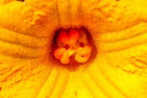 Yellow macro pumpkin flower Stock Photos