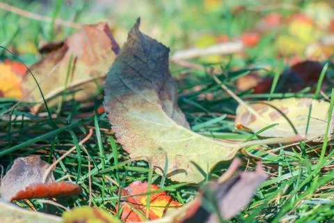 Yellow macro sheet as background in autumn 스톡 사진