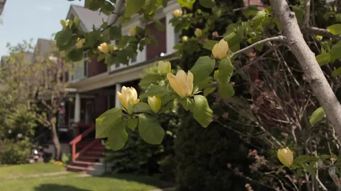 Yellow Magnolias Stock Footage