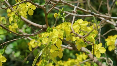 Yellow Mai flowers (Ochna integerrima) or yellow apricot blossom Video stock 148969278