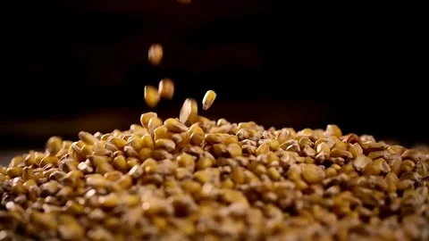 Yellow maize corn grains delicious on background and wood floor passes in front Stock Footage 336581474