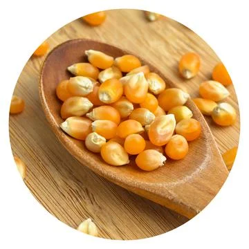 Yellow maize corn kernels ready for making popcorn, on bamboo cutting board Foto stock