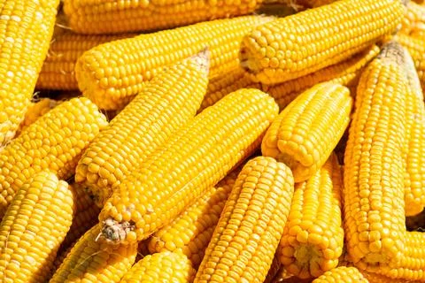 Yellow maize under bright sun rays Stock Photos