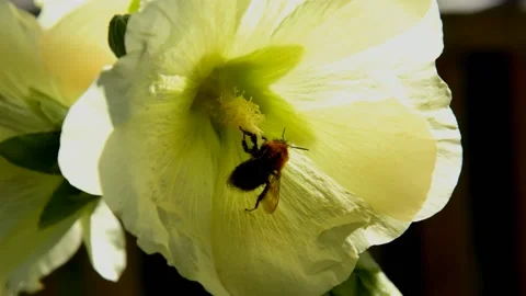 Yellow mallow Vídeo Stock 211380823