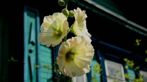 Yellow mallow Stock Footage 213929227