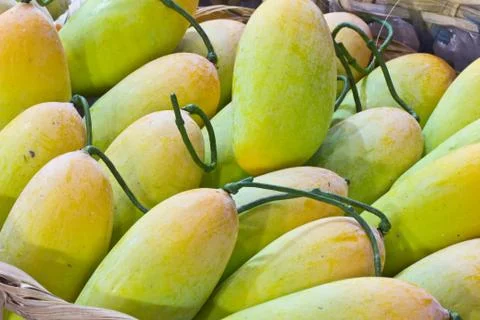 Yellow mango in bamboo basket Stock Photos