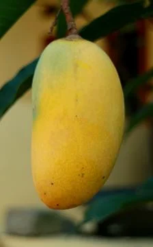 Yellow mango Stock Photos