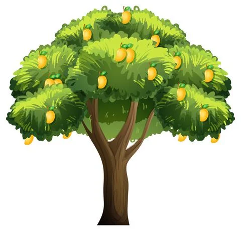 Yellow mango tree isolated on white background 스톡 일러스트