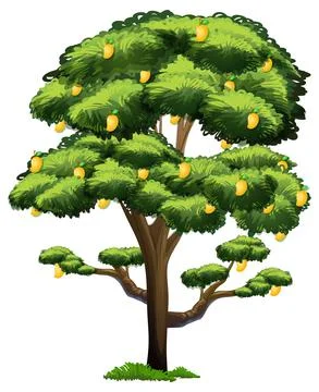 Yellow mango tree isolated on white background 스톡 일러스트