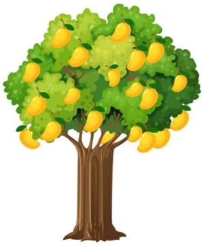 Yellow mango tree isolated on white background 스톡 일러스트