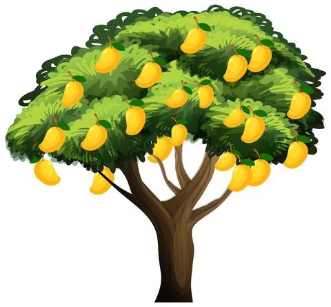 Yellow mango tree isolated on white background 스톡 일러스트