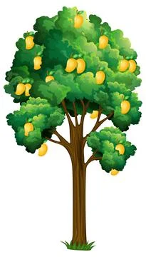 Yellow mango tree isolated on white background 스톡 일러스트