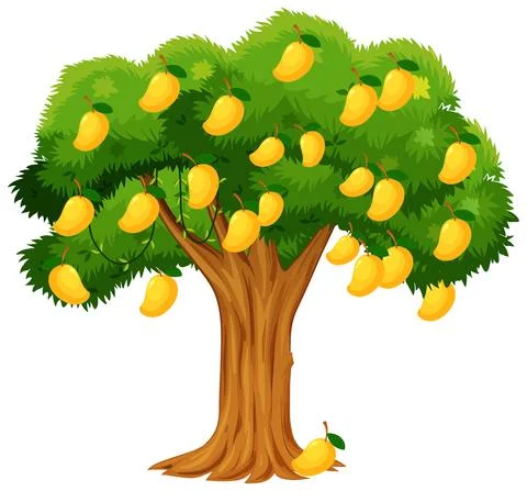 Yellow mango tree isolated on white background 스톡 일러스트