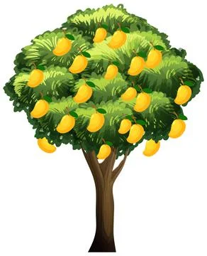 Yellow mango tree isolated on white background 스톡 일러스트