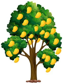 Yellow mango tree isolated on white background 스톡 일러스트