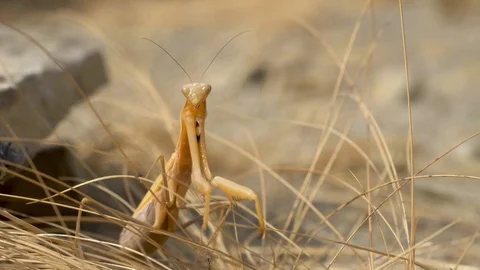 Yellow Mantis crawling in the grass. slow motion Stock Footage 121726808