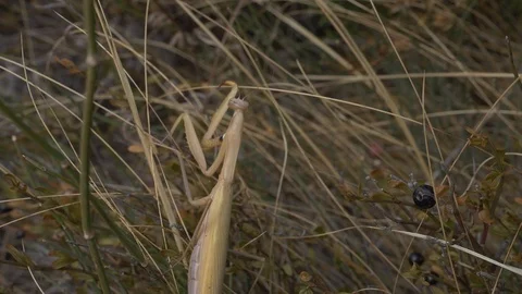 Yellow Mantis crawling in the grass. slow motion Stock Footage 121726834