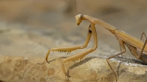 Yellow Mantis crawling in the grass. slow motion Stock Footage 121726897