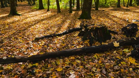 Yellow maple and beech leaves on the ground in an autumn forest. Tree trunks  Stock Footage 320201467
