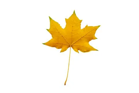 Yellow maple autumn leaf b isolated on a white background Stock Photos