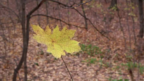 Yellow maple autumn leaf Stock Footage 220440720