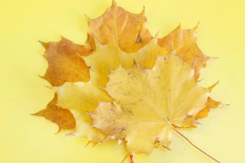 Yellow maple autumn leaf located on a yellow background Foto stock