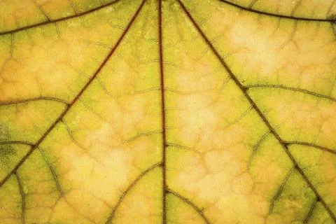 Yellow maple autumn leaf texture Stock Photos