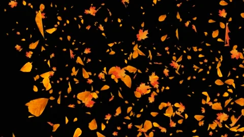 Yellow Maple Autumn leaves Falling to Ground Dust Wind Storm Wind leaf Loop Stock Footage 141056529