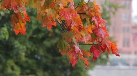 Yellow maple in autumn Park Stock Footage 55359834