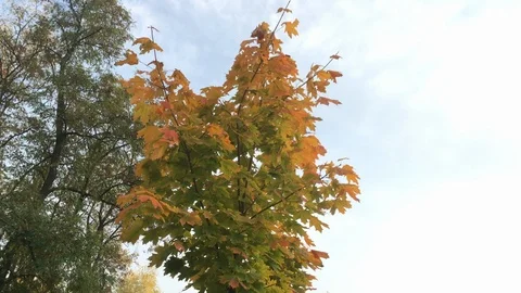 Yellow maple on autumn sky background Stock Footage 119106637