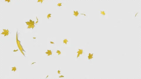 Yellow Maple Blast Alpha Overlay Stock Footage 317803799