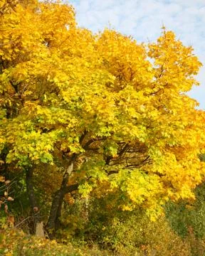 Yellow maple on a blue sky background 스톡 사진
