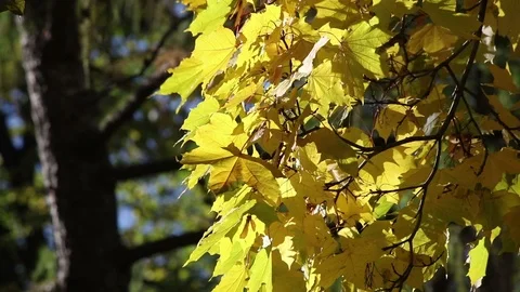 Yellow maple branch on the wind Stock Footage 102690175