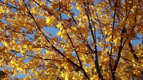 Yellow maple branches on the wind Stock Footage 102807207