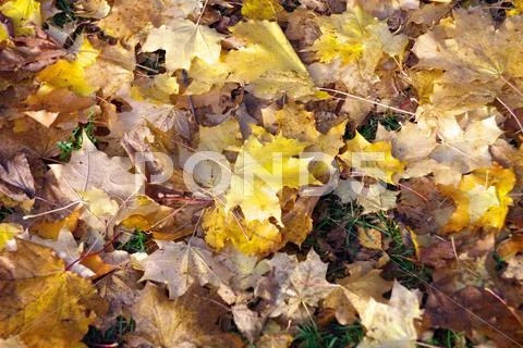 Yellow maple carpet at autumn Stock Photos