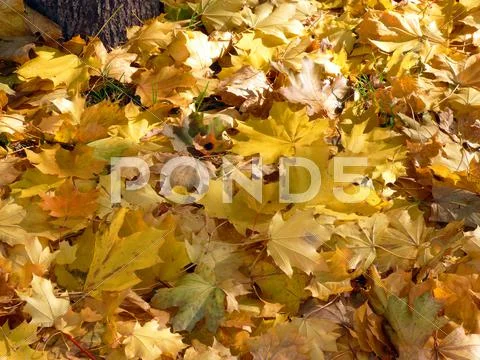 Yellow maple carpet Stock Photos