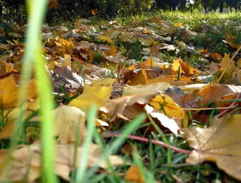 Yellow maple carpet Stock Photos