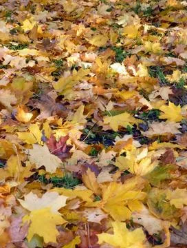 Yellow maple carpet Stock Photos