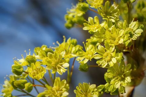 Yellow Maple Flowers Close-up, Tree Blooming, Springtime Background Stock Photos