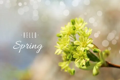 Yellow maple flowers. Spring Background with the inscription "Hello Spring Stock Photos