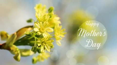 Yellow maple flowers. Spring Background with the inscription Happy mother day Stock Photos