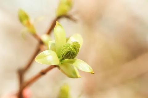 Yellow maple flowers. Spring Background with the inscription Stock Photos